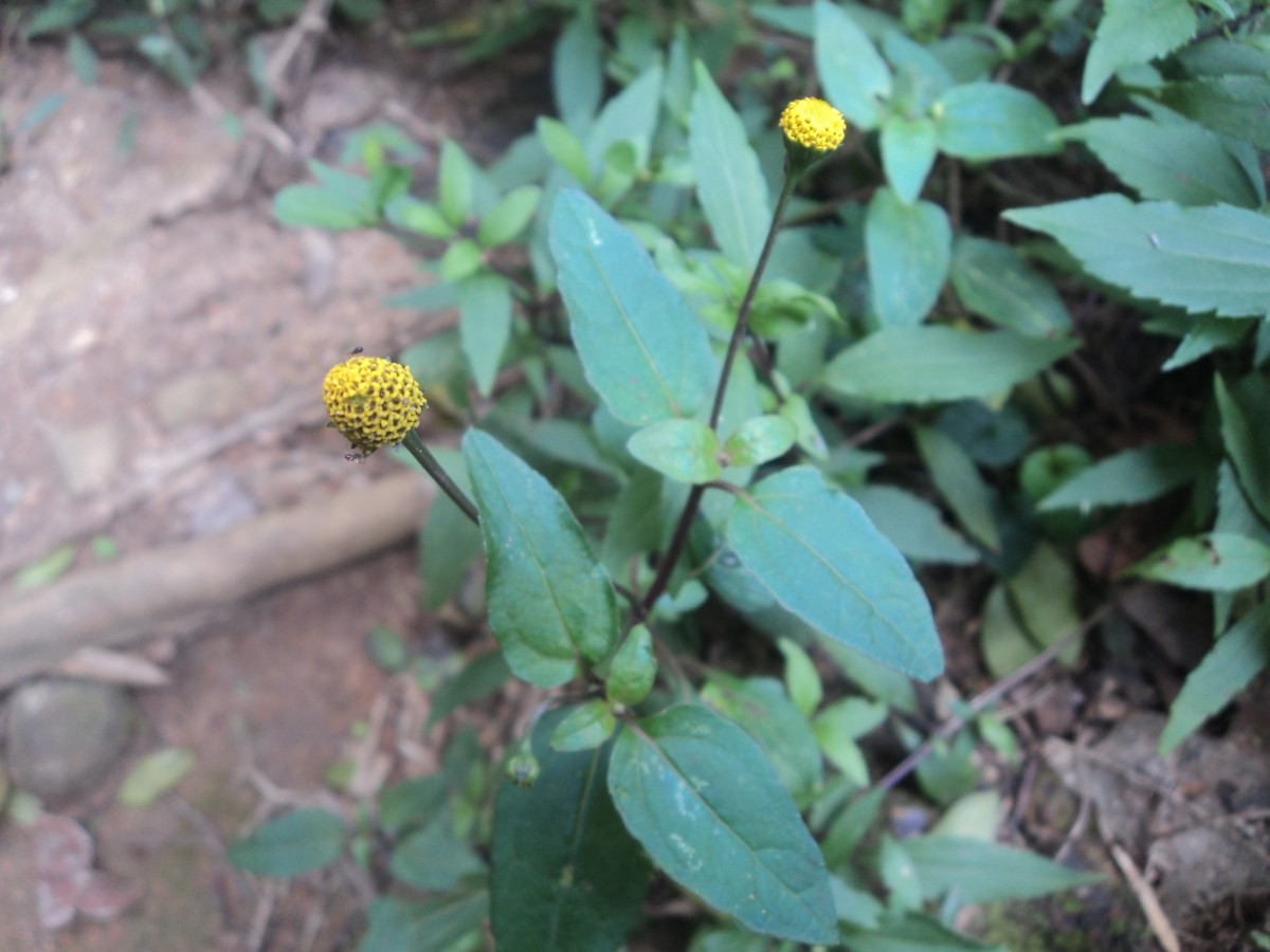 Acmella paniculata (Wall. ex DC.) R.K.Jansen